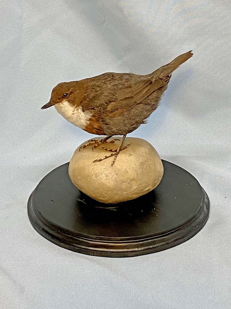 Taxidermy Emporium Ltd